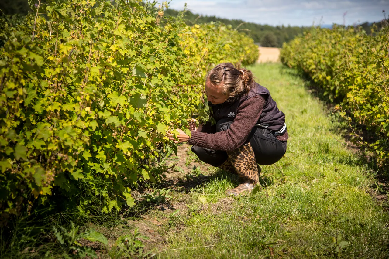 Craigies Fruit Farm