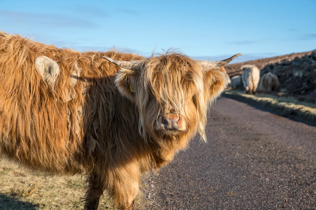 Highland cattle