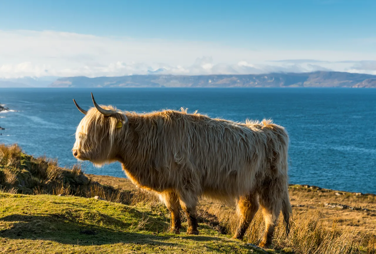 Highland cattle