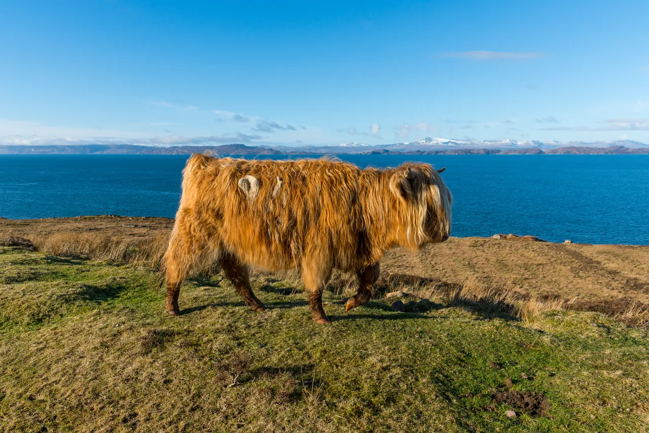 Highland cattle