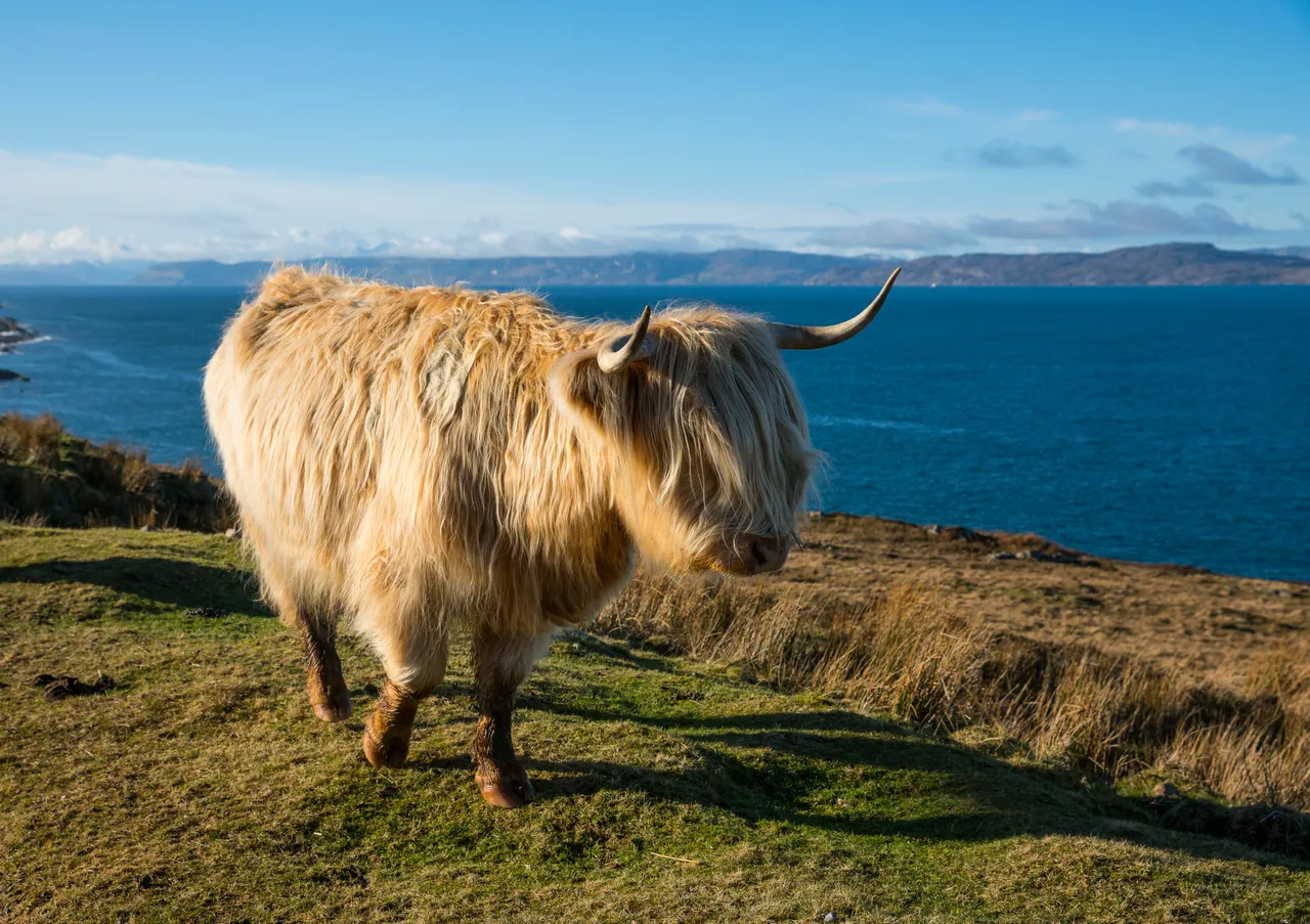 Highland cattle