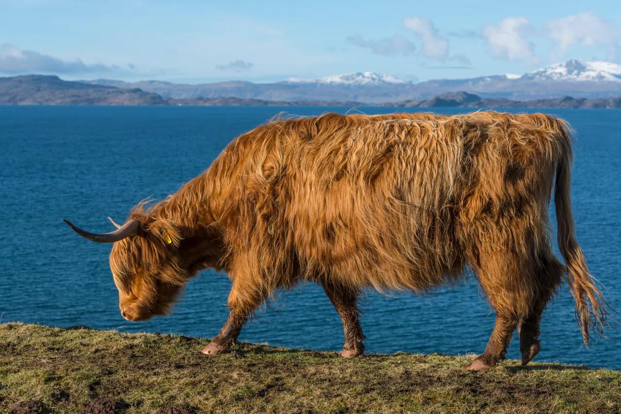 Highland cattle
