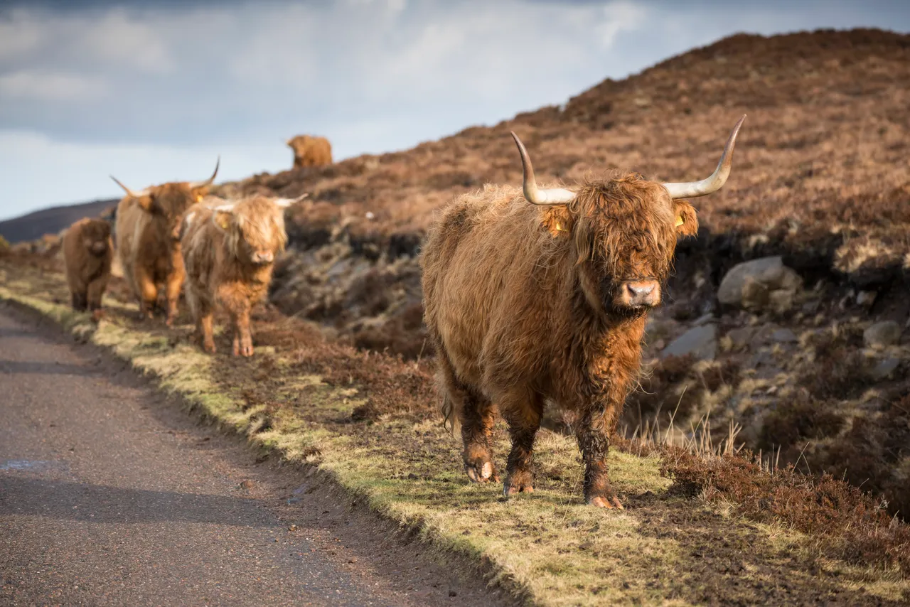 Highland cattle