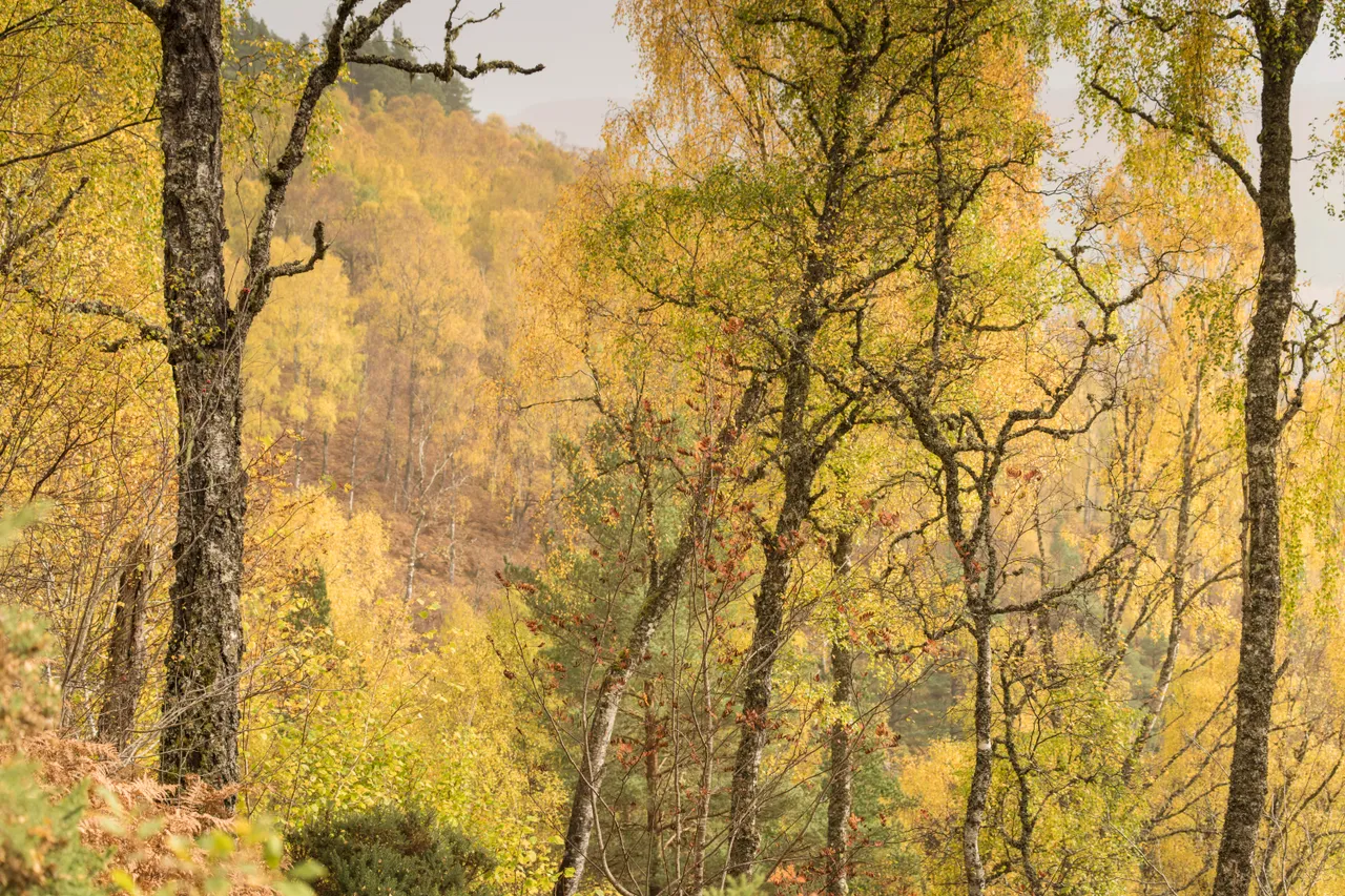 Glen Affric