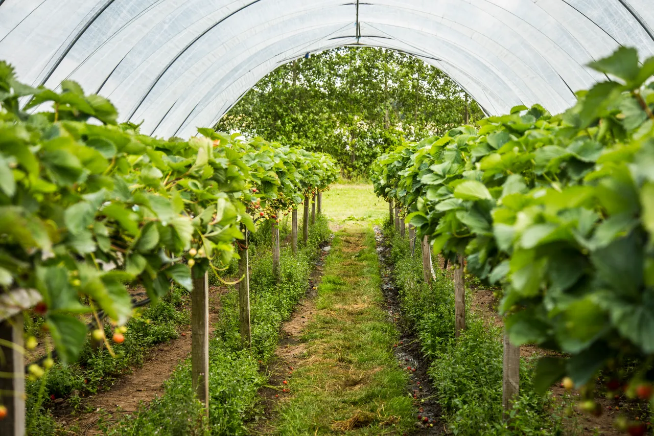 Craigies Fruit Farm