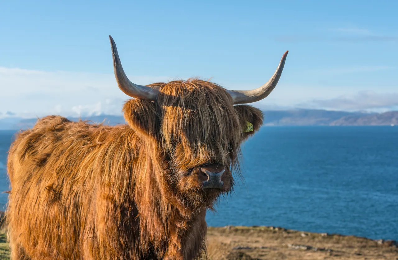 Highland cattle