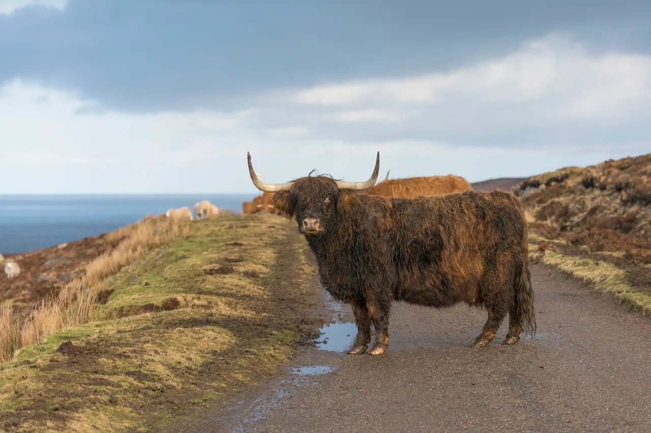 Highland cattle