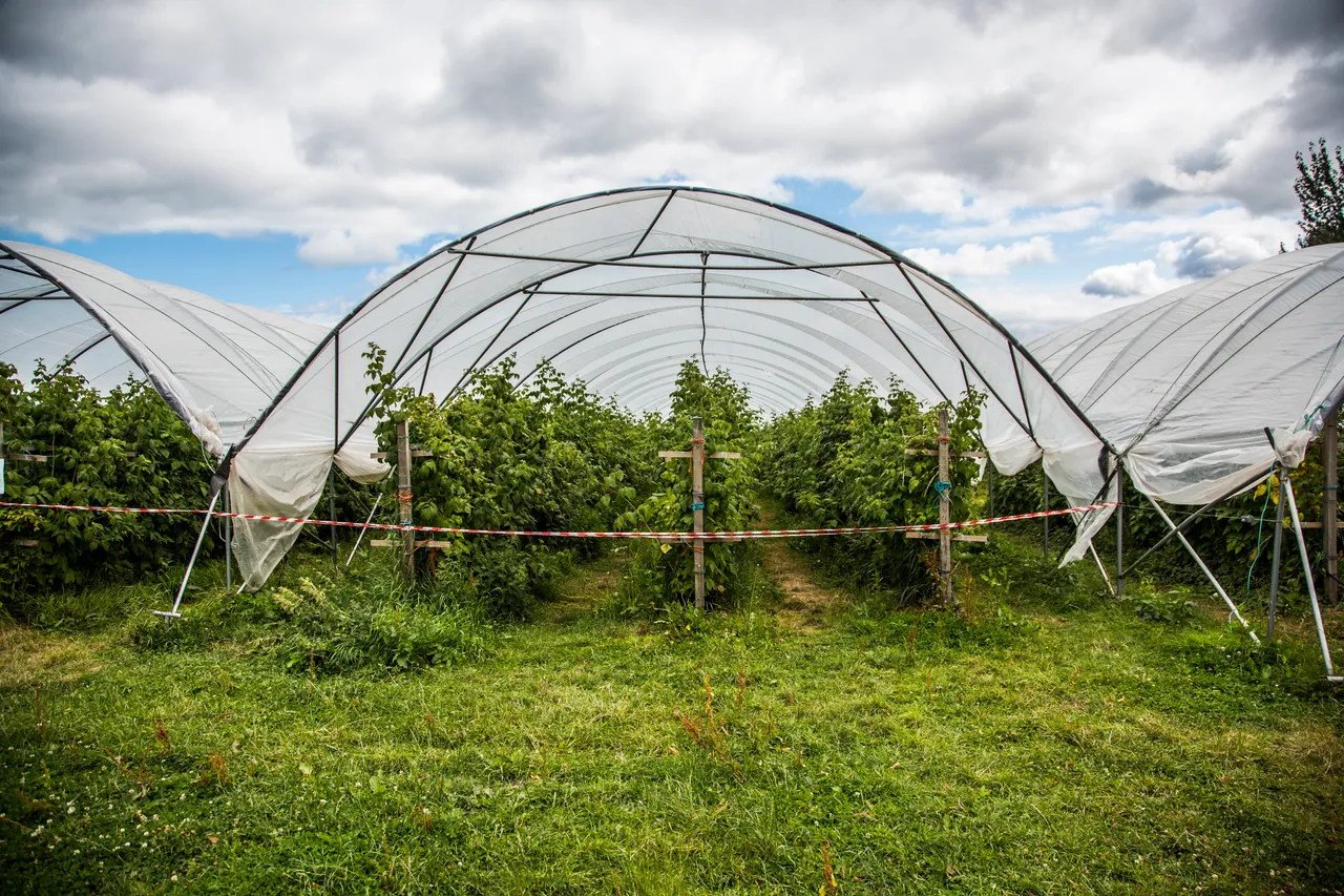 Craigies Fruit Farm