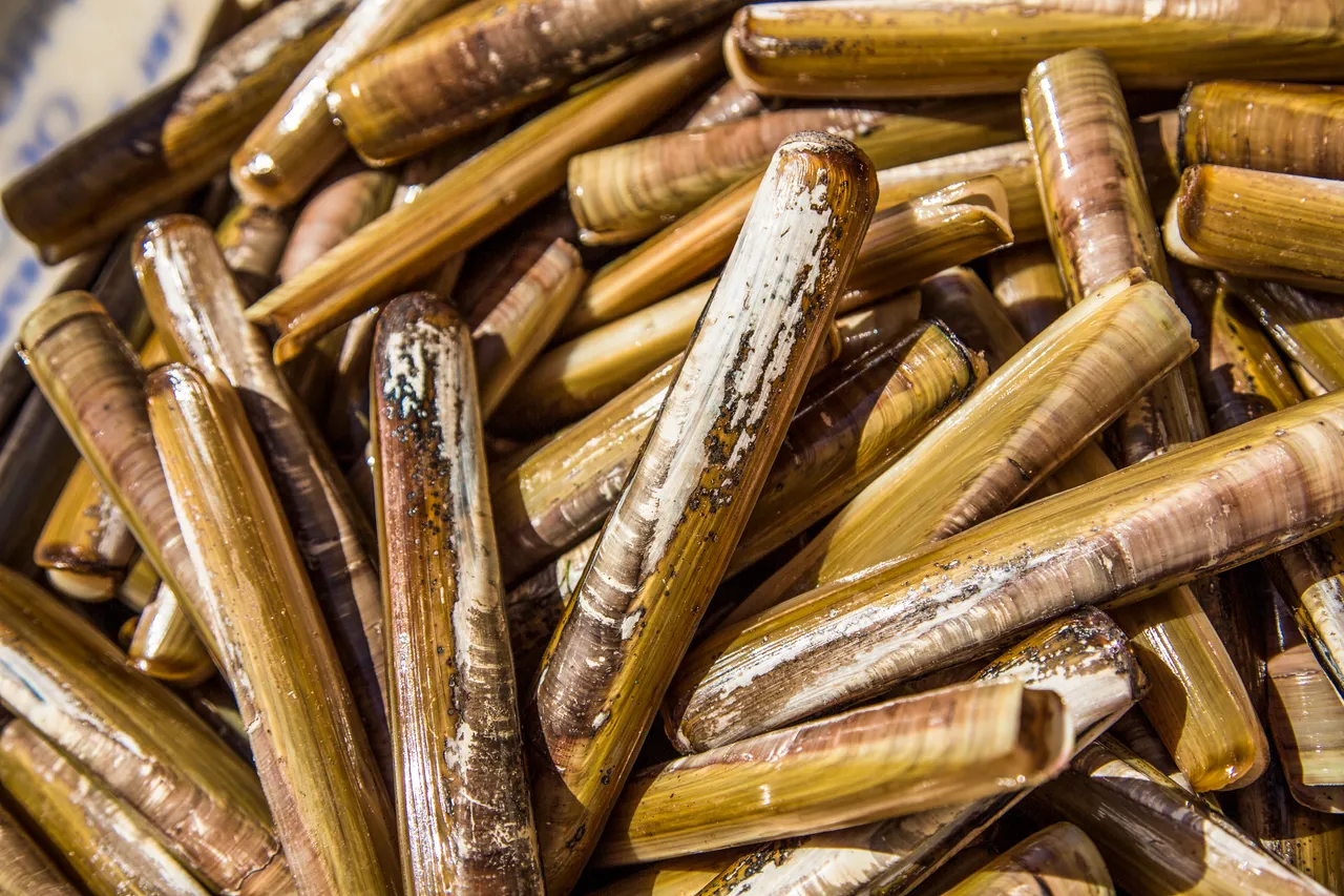 Razor Clams (Ensis spp.)