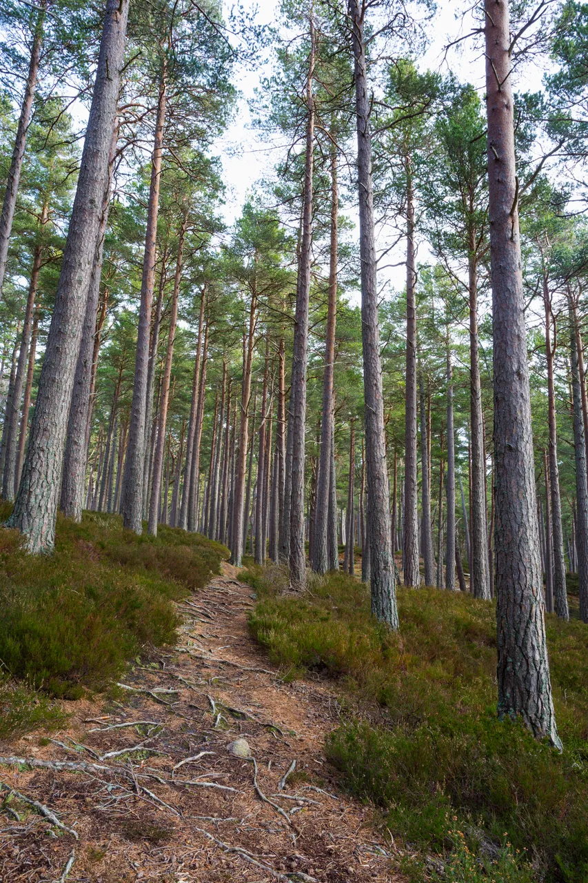 Rothiemurchus Forest
