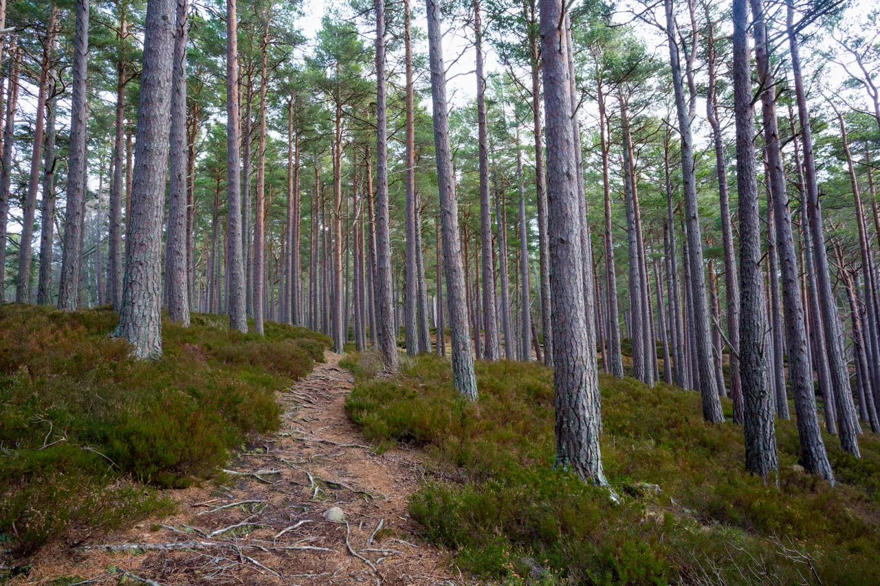 Rothiemurchus Forest