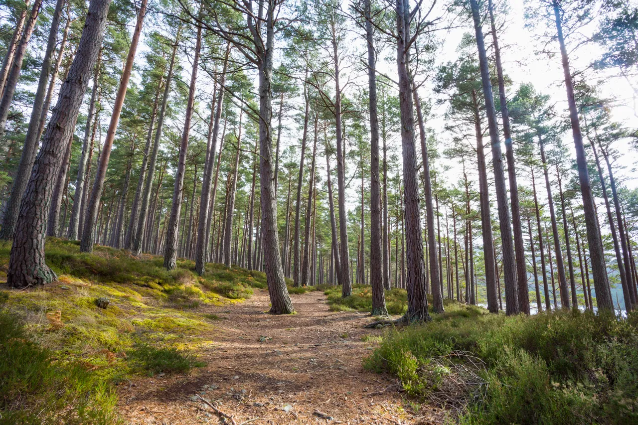 Rothiemurchus Forest