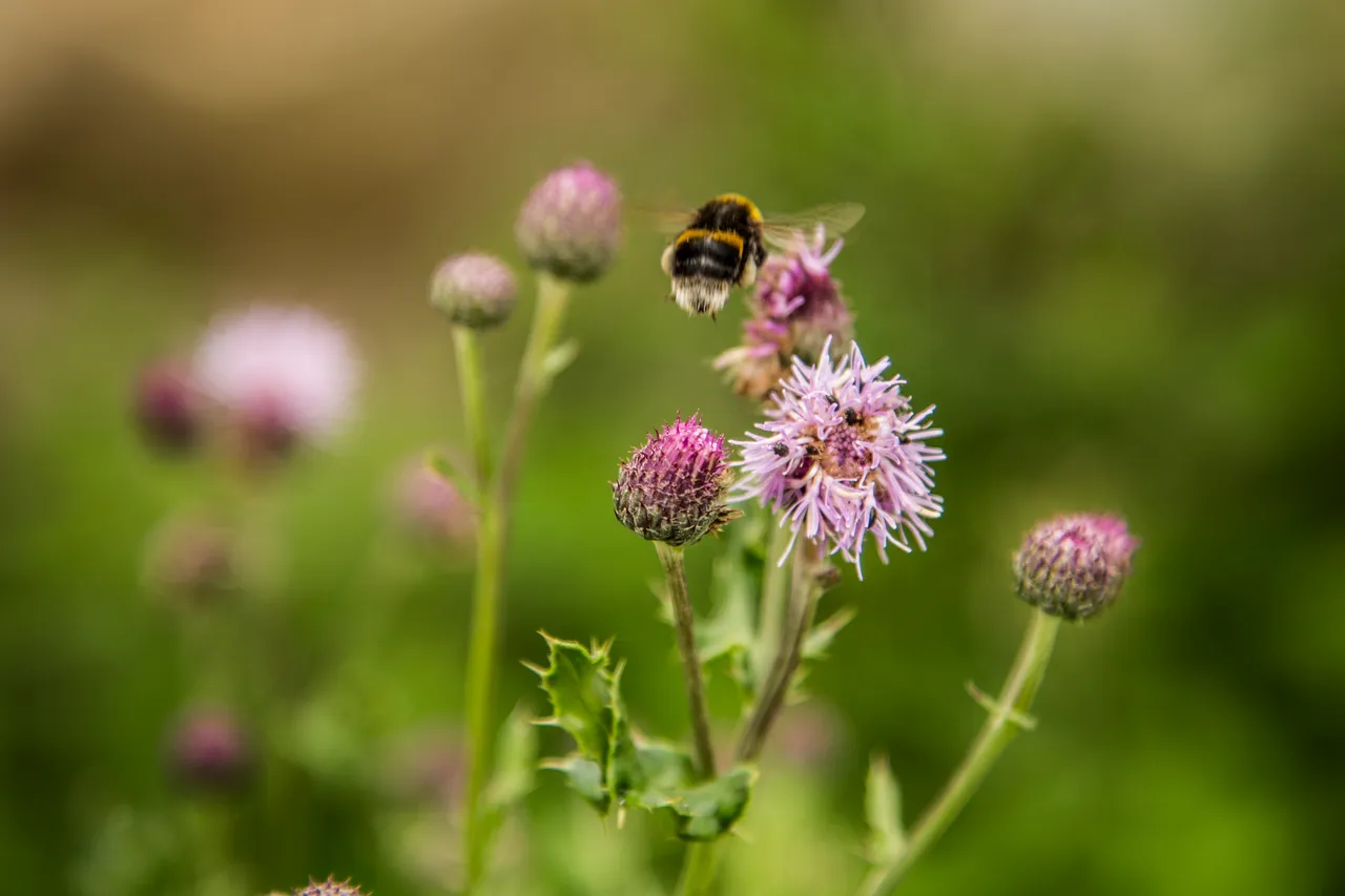 Bumblebee