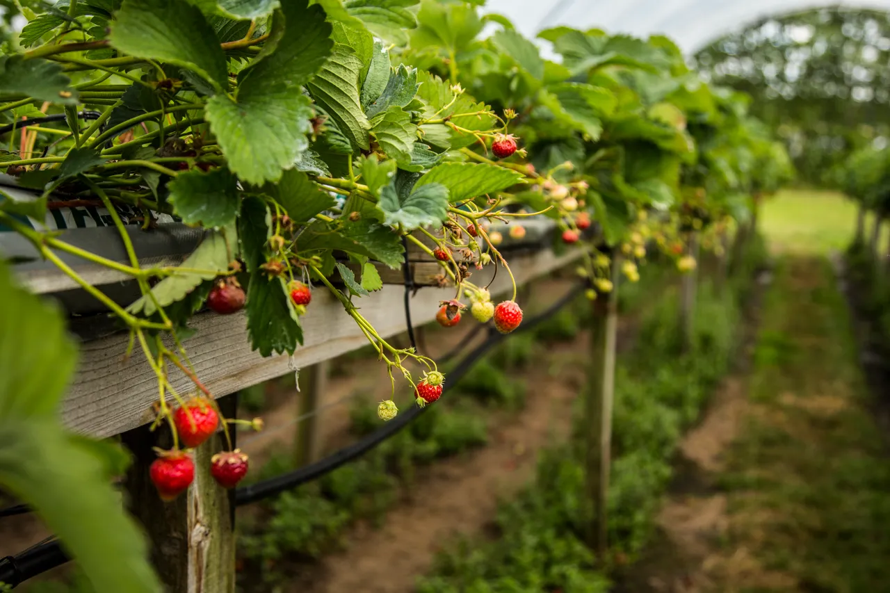 Craigies Fruit Farm