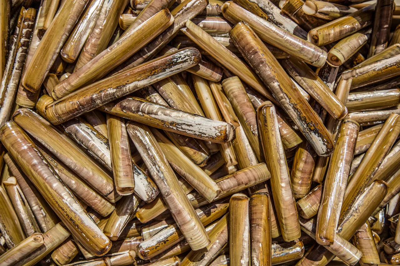 Razor Clams (Ensis spp.)