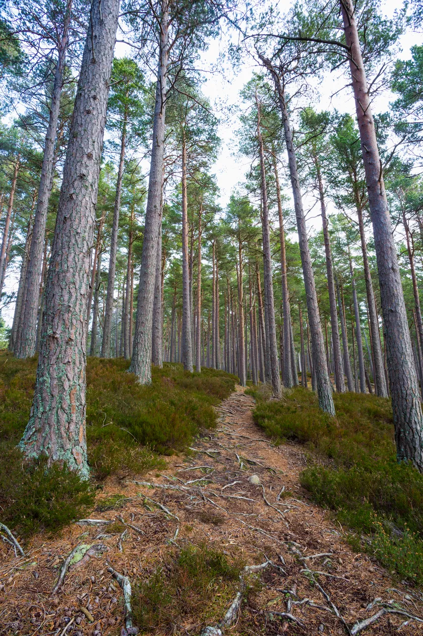 Rothiemurchus Forest