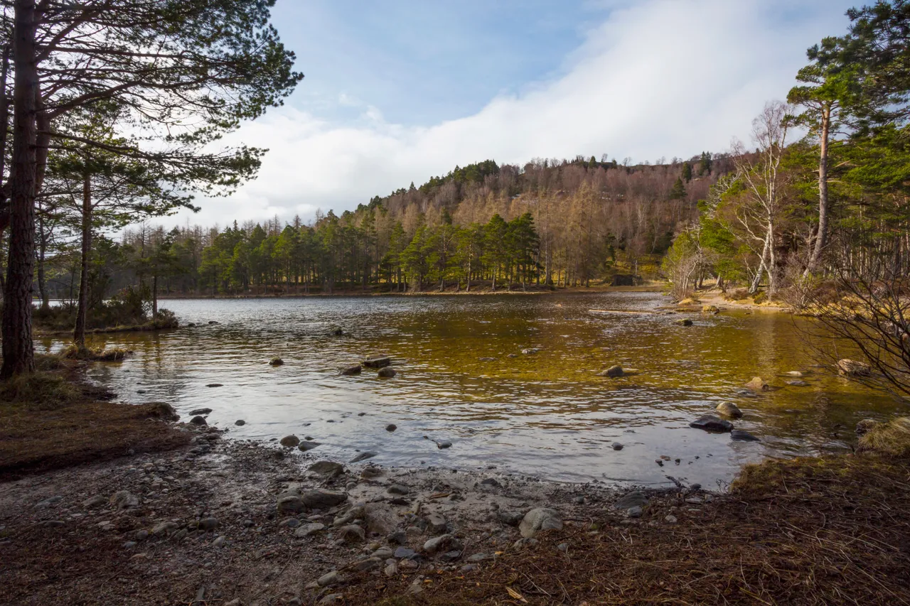 Rothiemurchus Forest