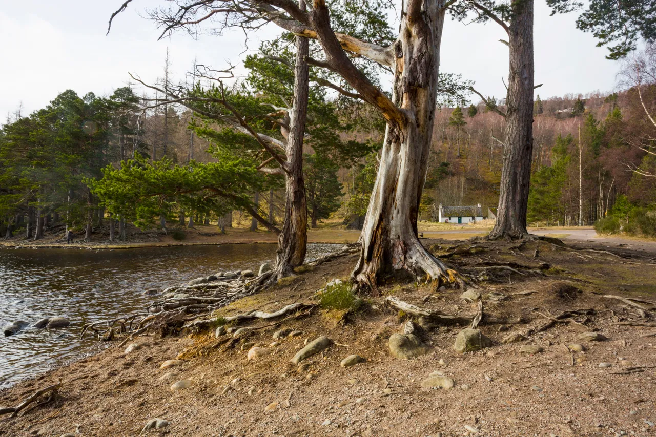 Rothiemurchus Forest