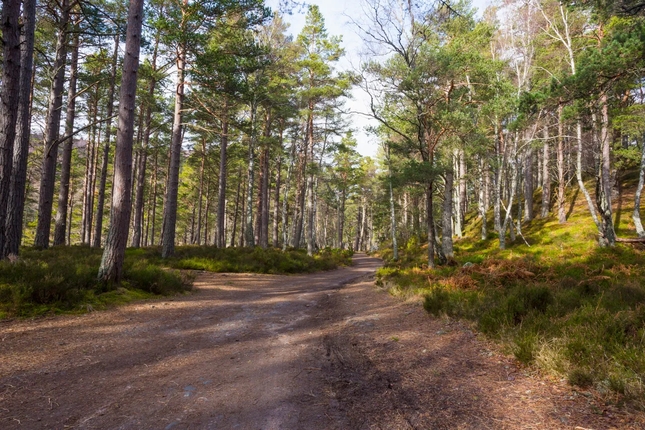 Rothiemurchus Forest