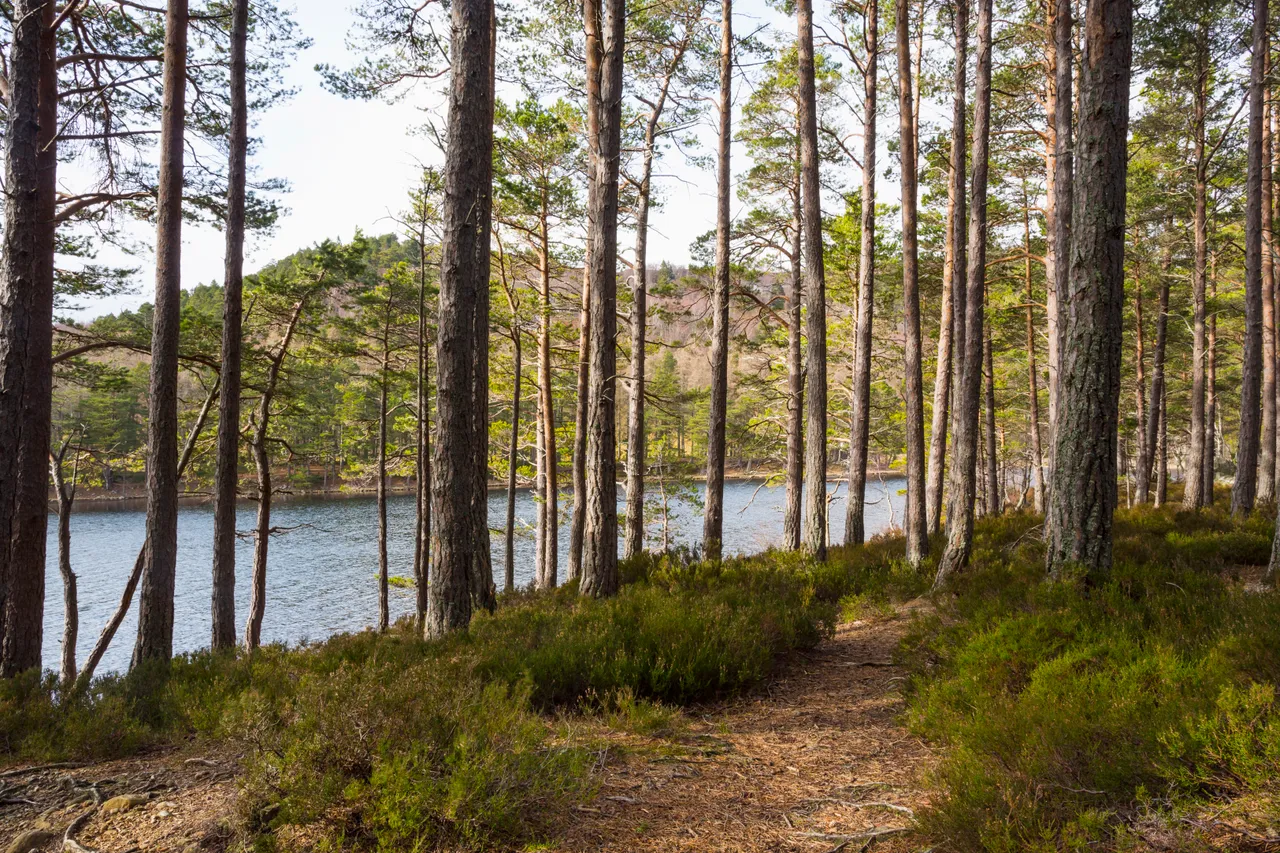 Rothiemurchus Forest