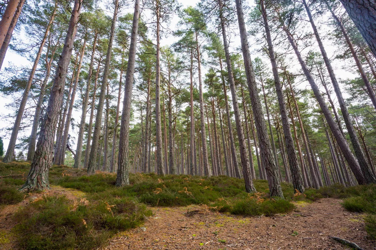 Rothiemurchus Forest