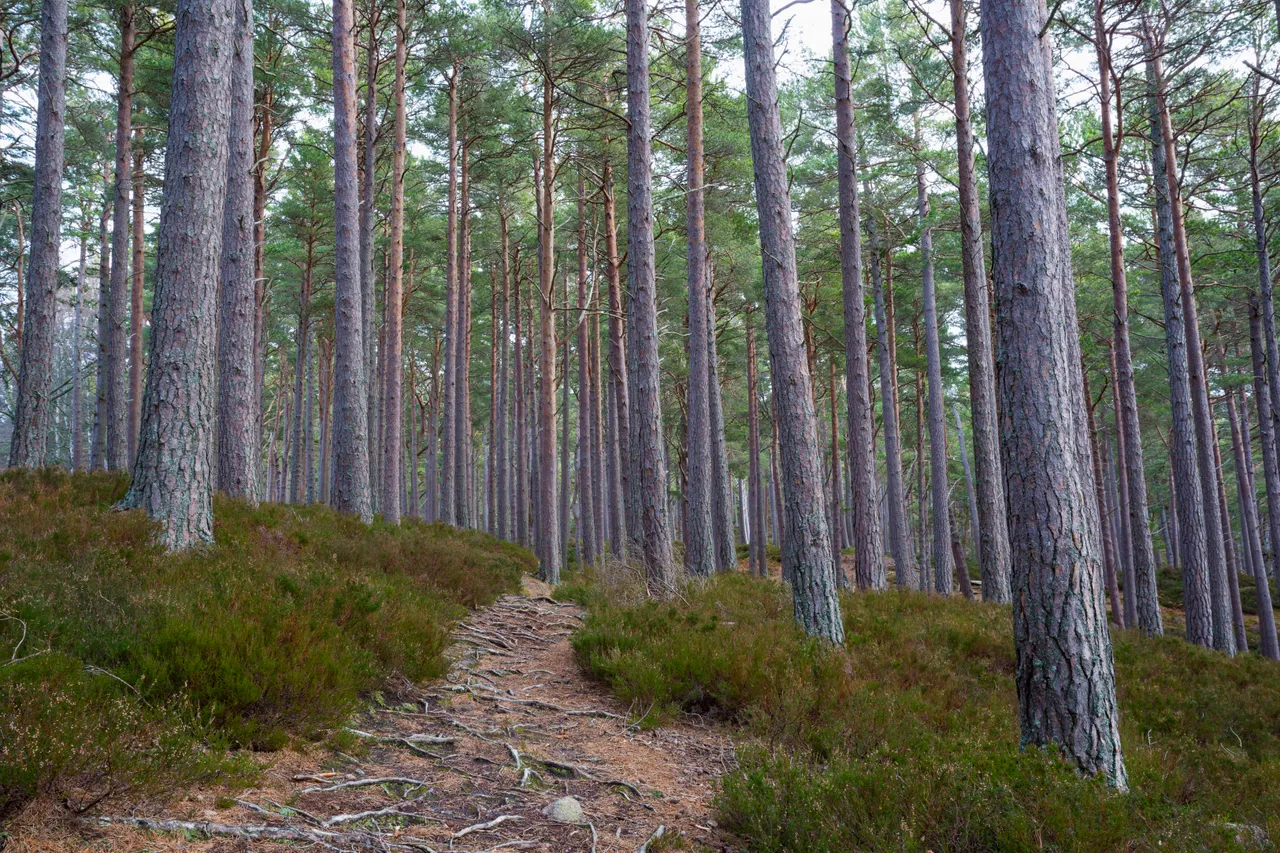 Rothiemurchus Forest