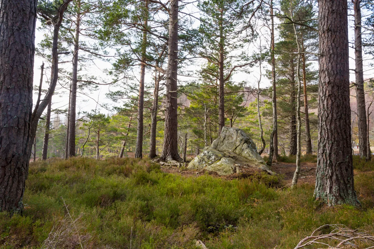 Rothiemurchus Forest
