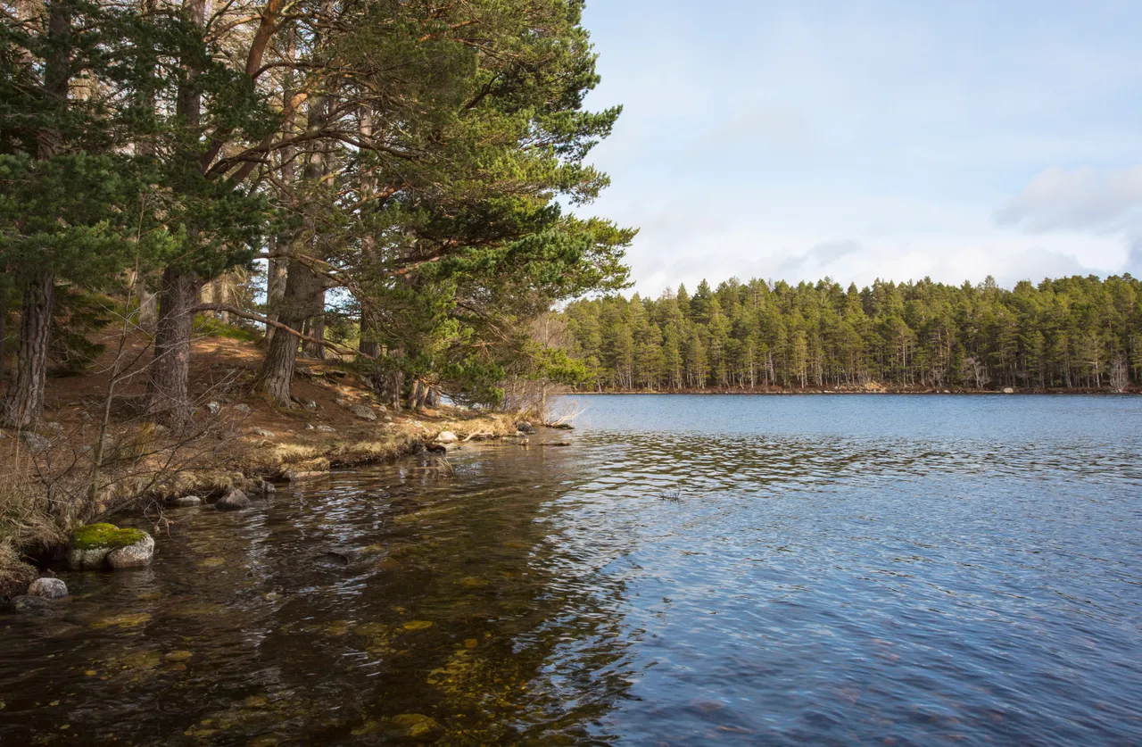Rothiemurchus Forest