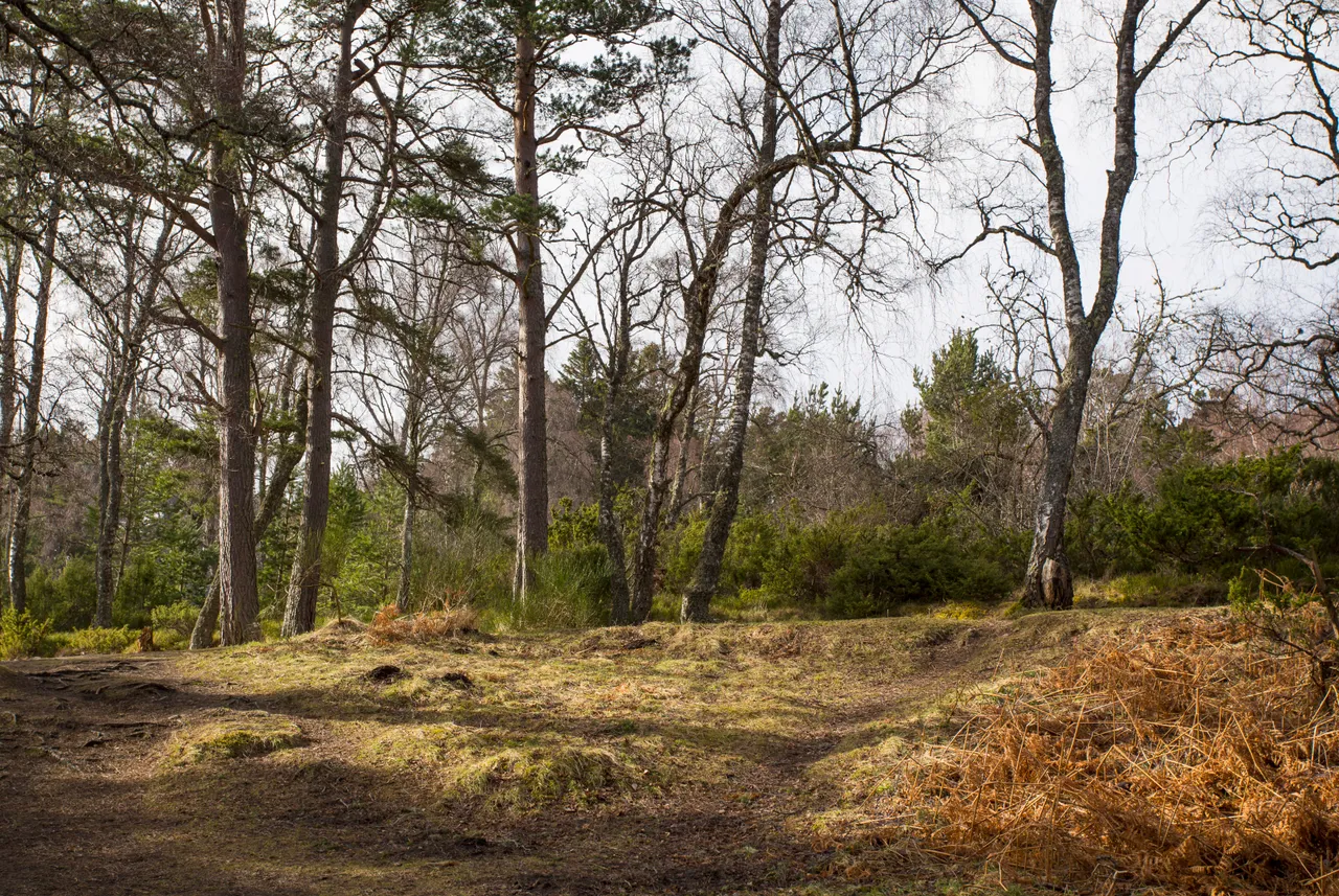 Rothiemurchus Forest