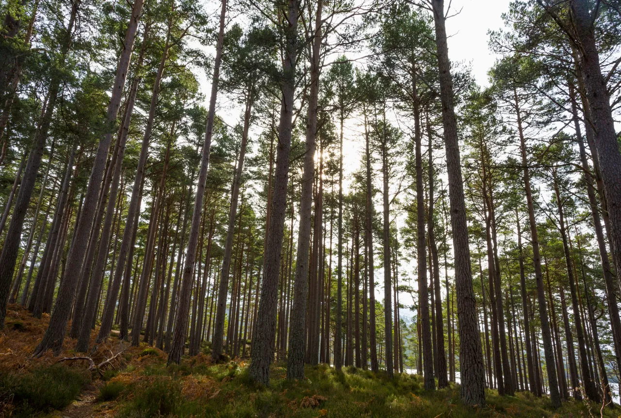 Rothiemurchus Forest