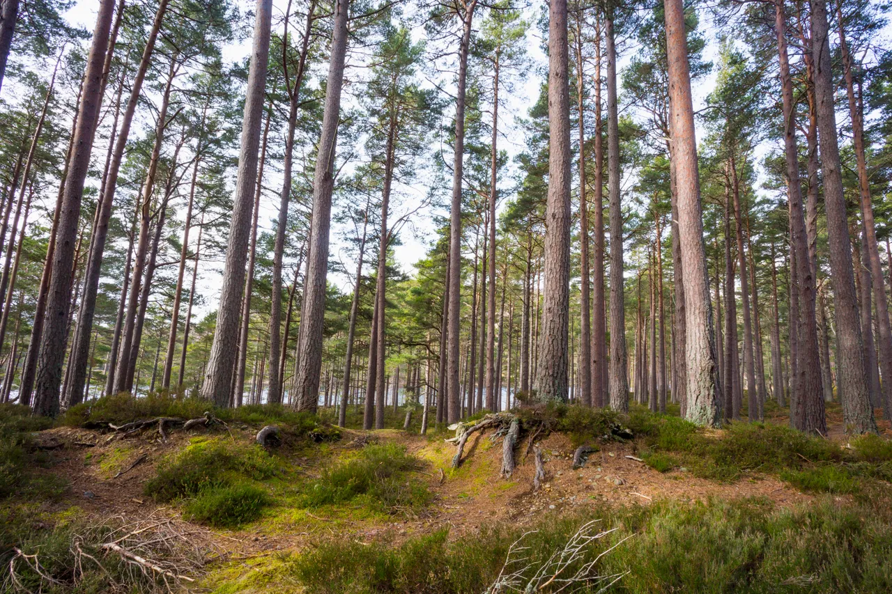Rothiemurchus Forest