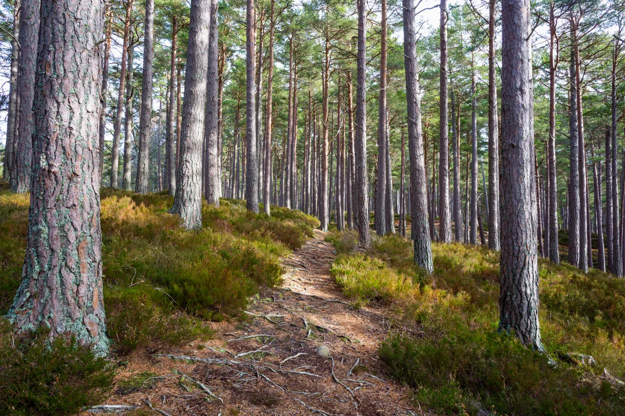 Rothiemurchus Forest