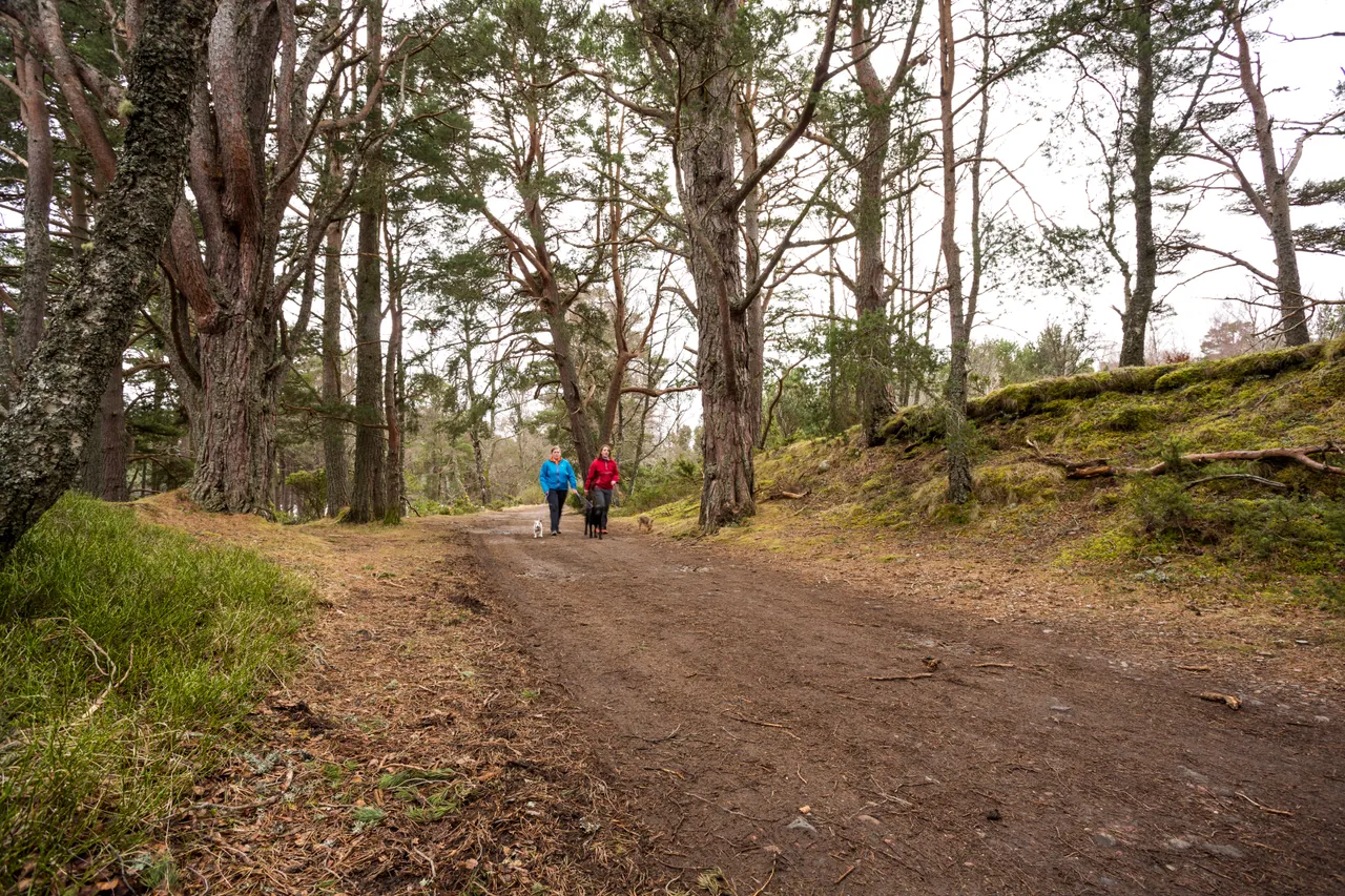 Rothiemurchus Forest