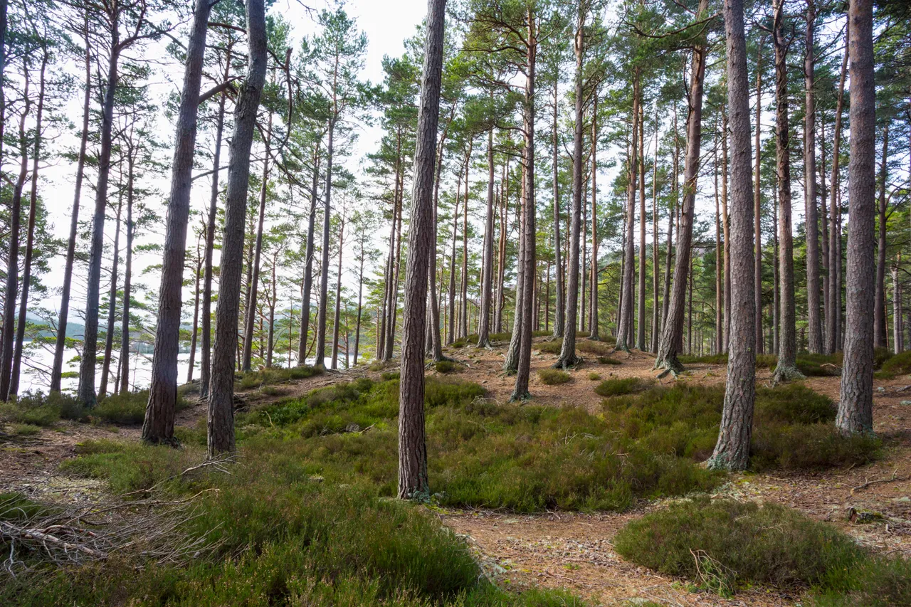 Rothiemurchus Forest