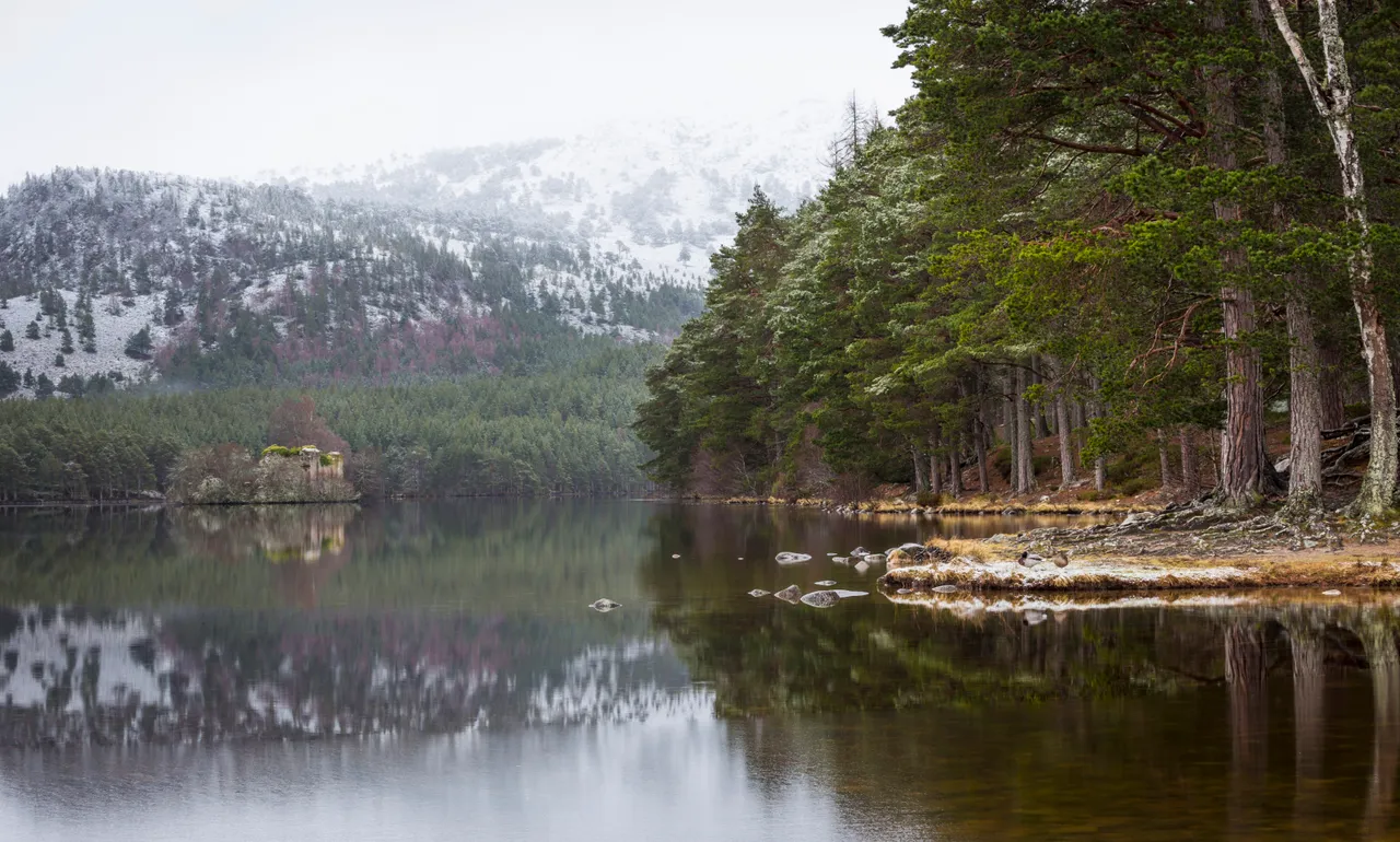 Rothiemurchus Forest