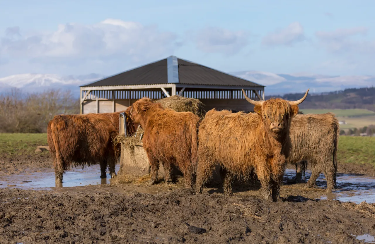 Highland cattle