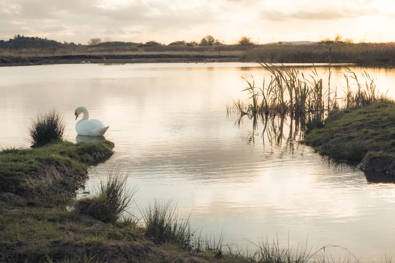 Black Devon Wetlands