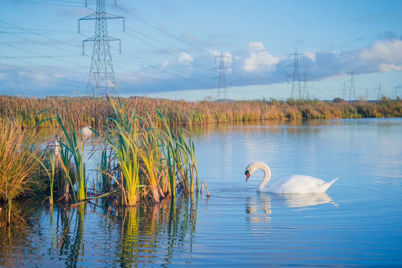 Black Devon Wetlands