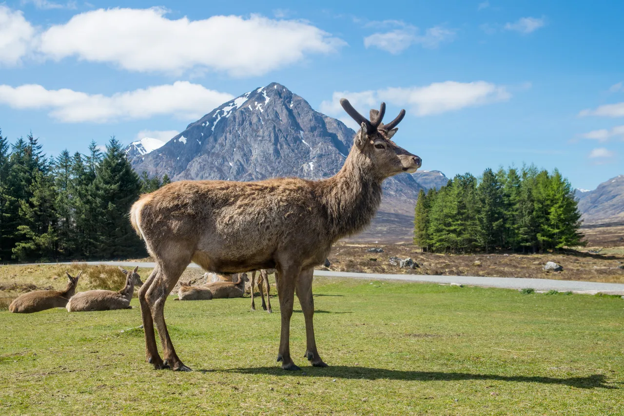 Red Deer, Kings House Hotel, Glencoe
