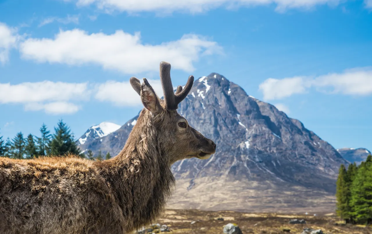 Red Deer, Kings House Hotel, Glencoe