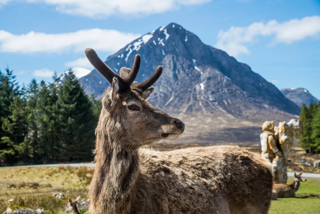 Red Deer, Kings House Hotel, Glencoe