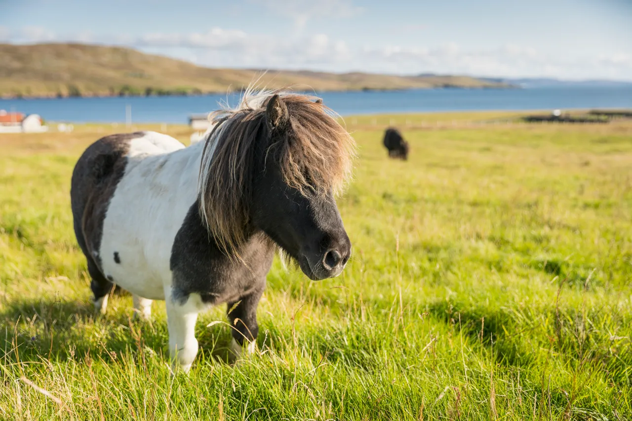 Shetland Pony
