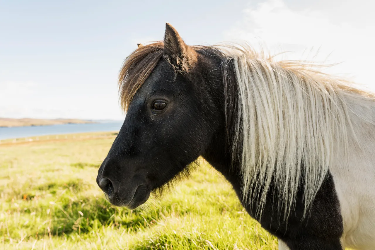 Shetland Pony
