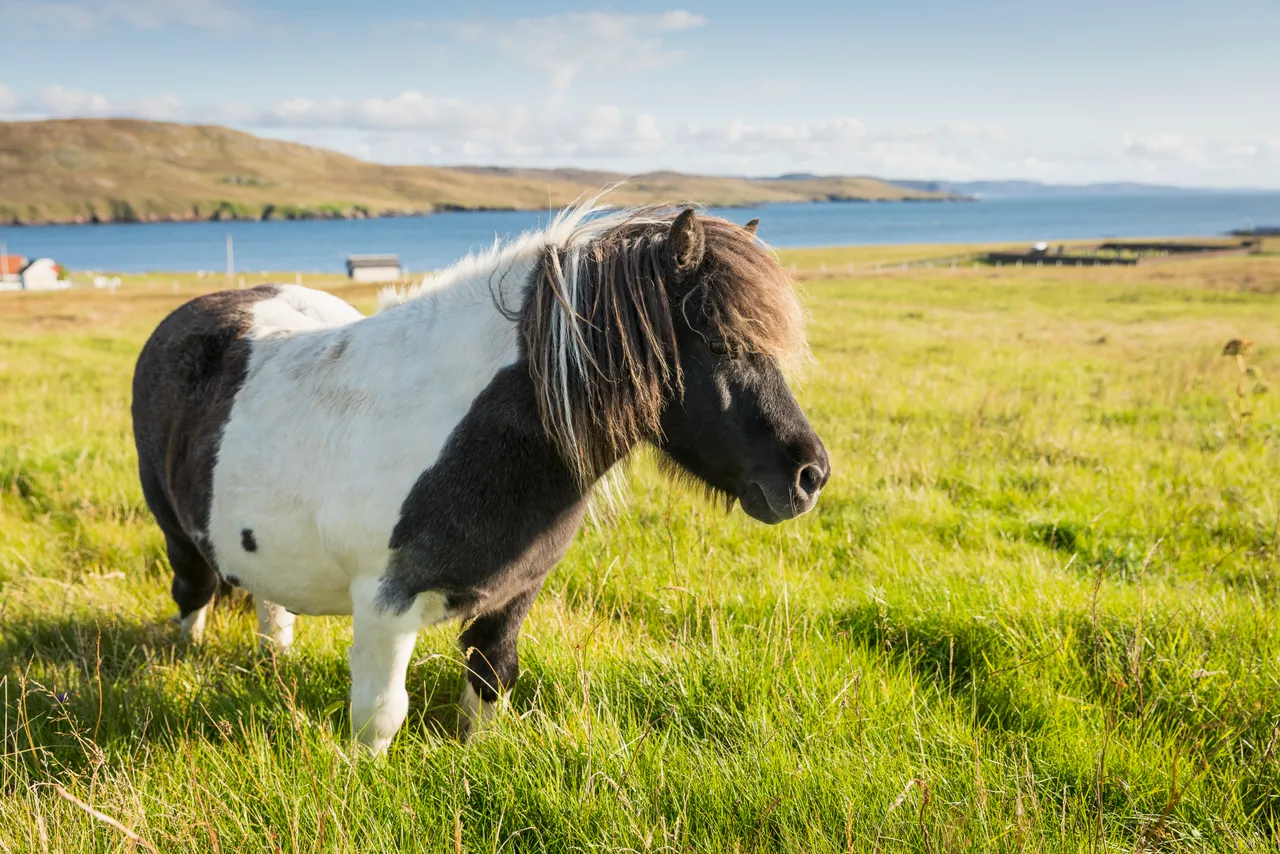 Shetland Pony
