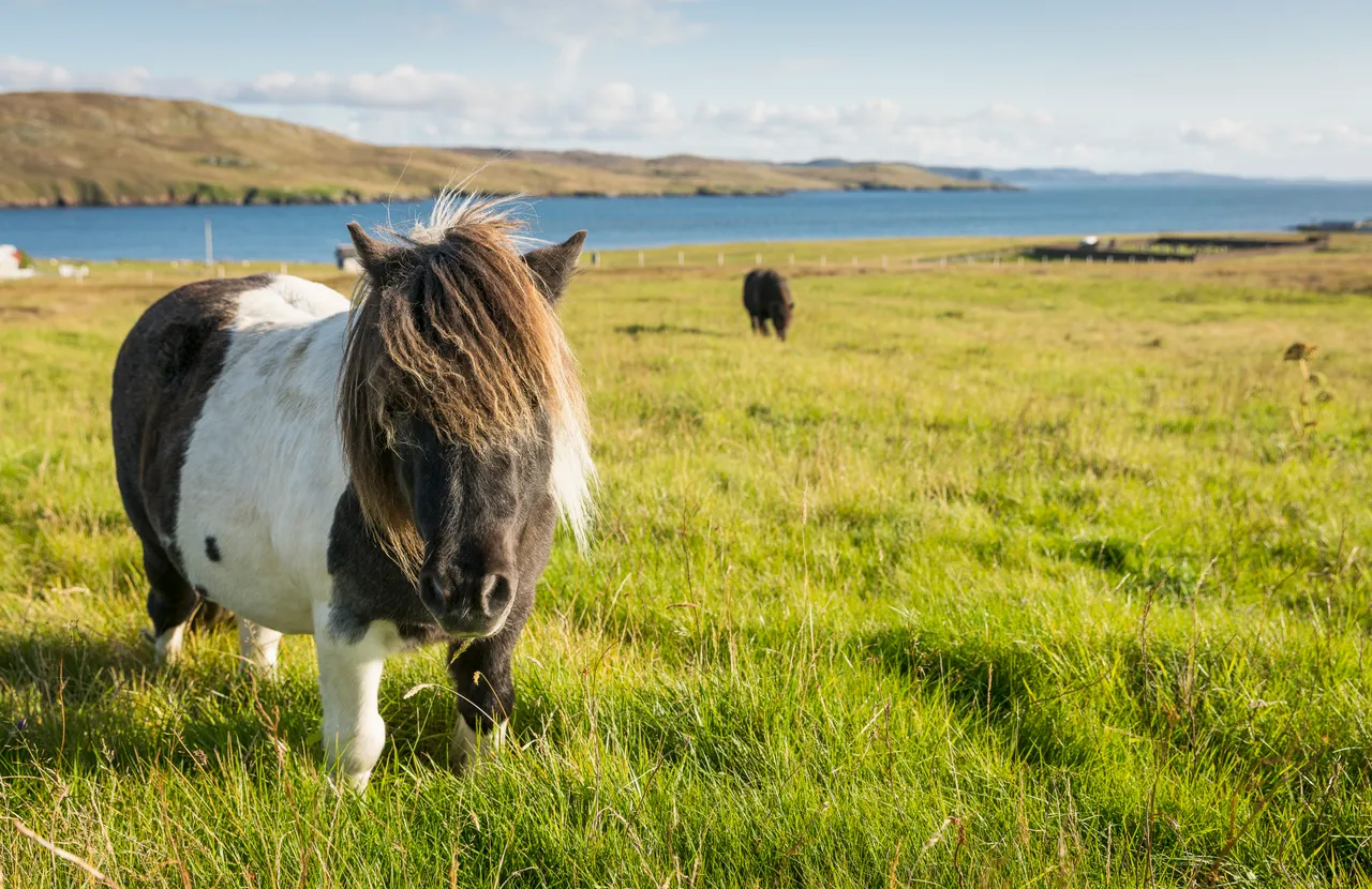 Shetland Pony