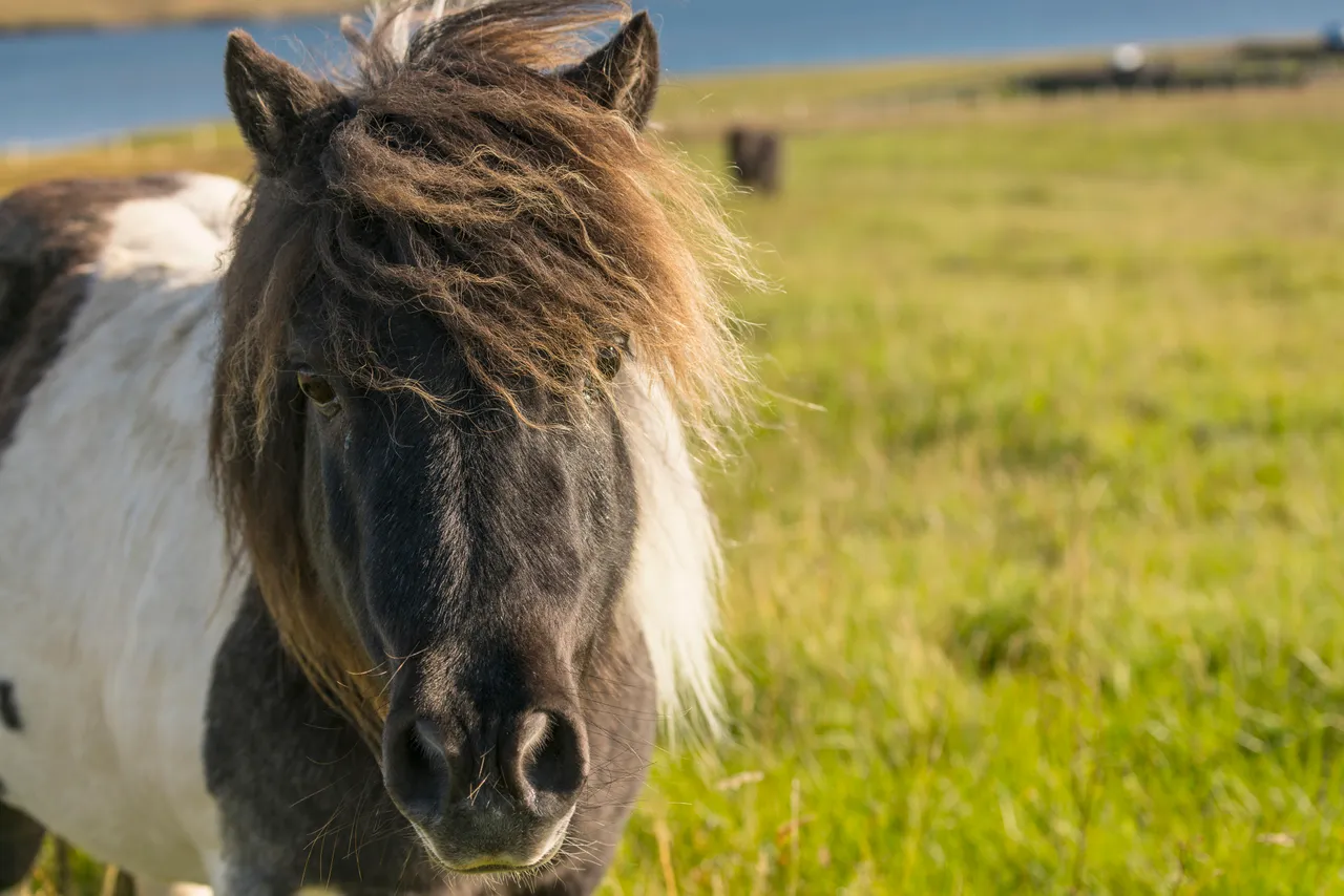 Shetland Pony