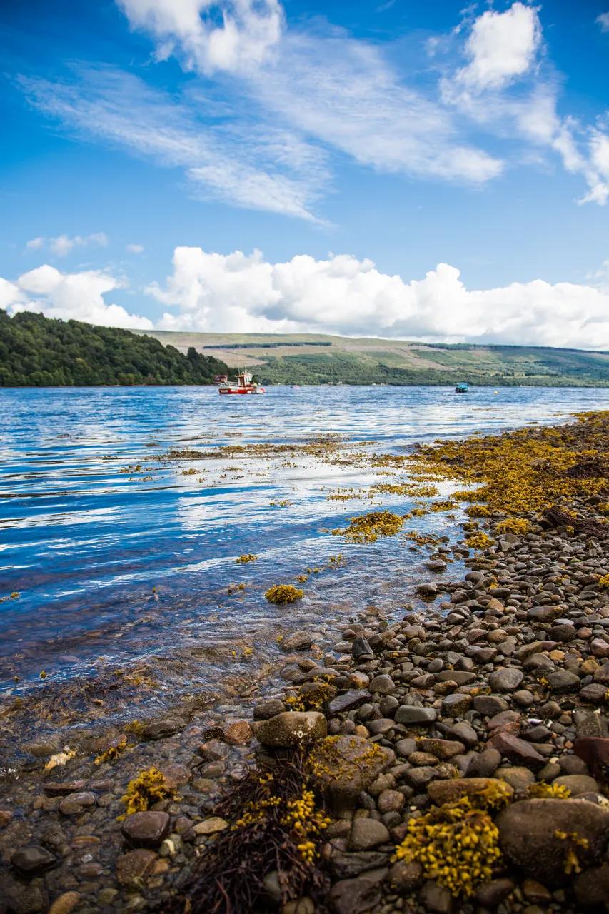 Loch Fyne Langoustines