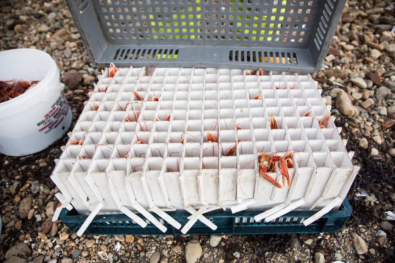Loch Fyne Langoustines