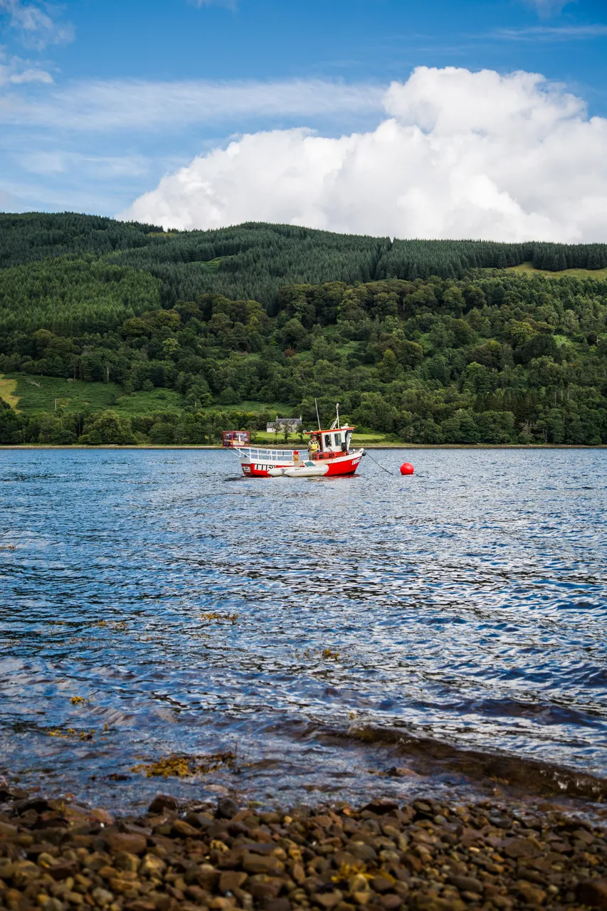 Loch Fyne Langoustines