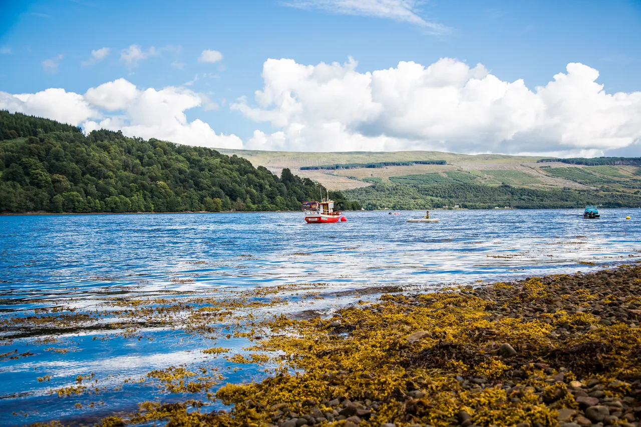 Loch Fyne Langoustines